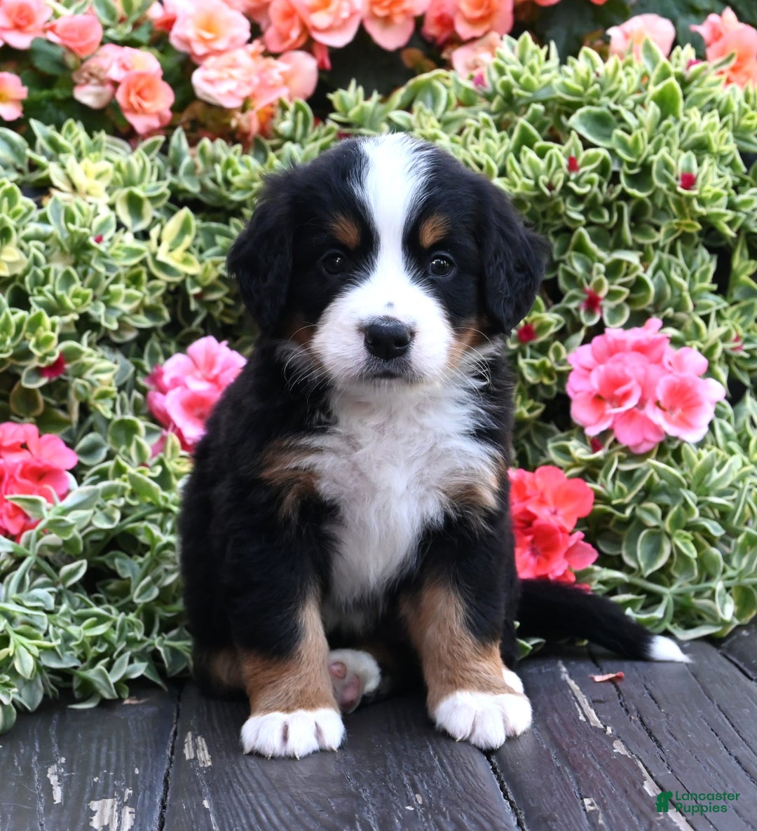 Bernese Mountain Dog dogs for sale: Izzy - Image 3