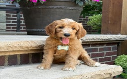 Goldendoodle dogs for sale: Mia - Image 4
