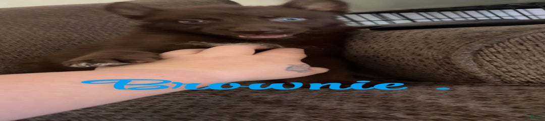 Brownie