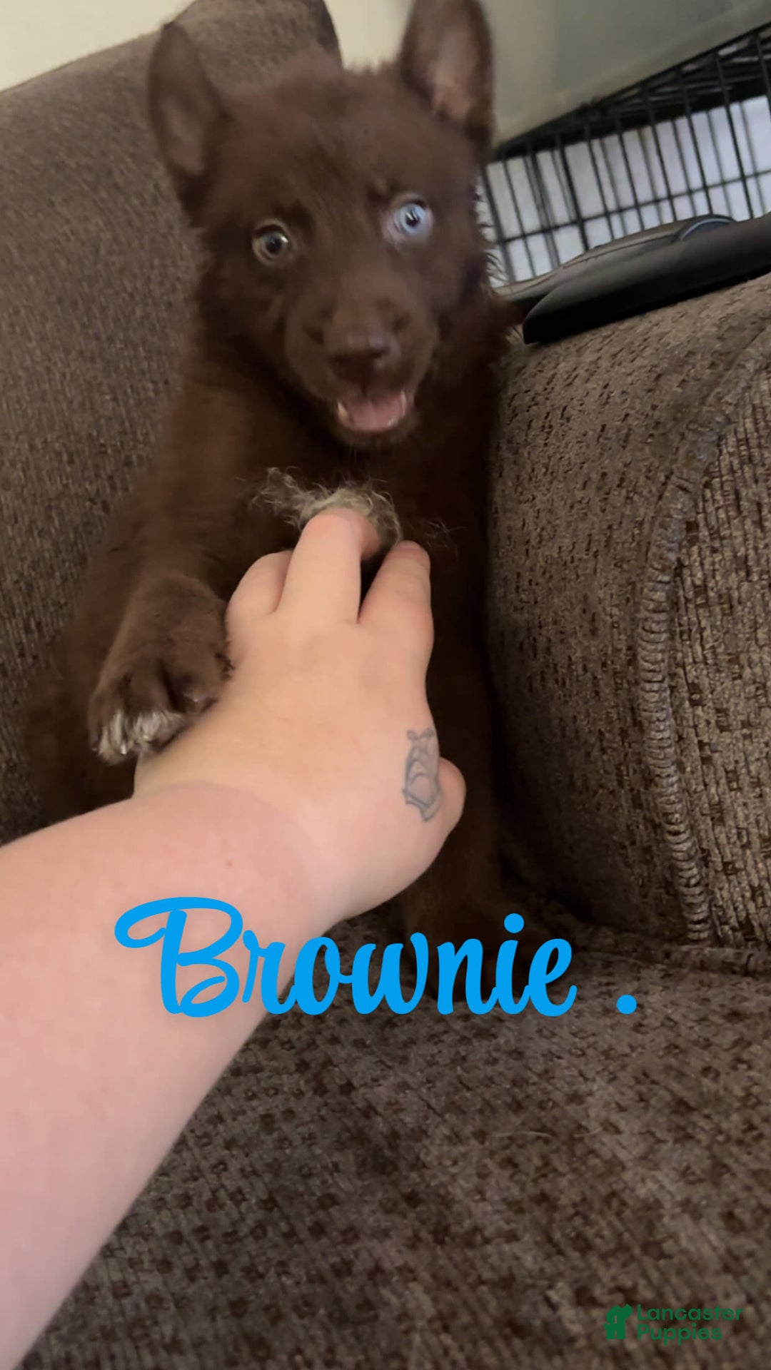 Gerberian Shepsky dogs for sale: Gerberian Shepsky 10 puppies - Image 1