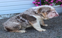 Beabull dogs for sale: Daisy - Image 3