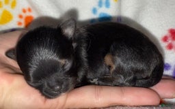 Chihuahua dogs for sale: Black Tri Male - Image 2