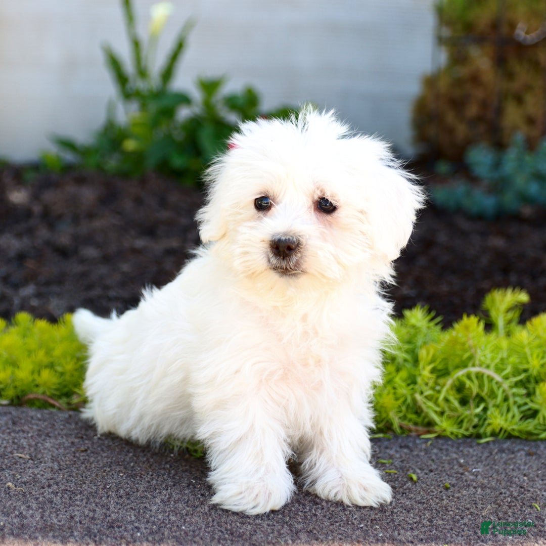 Maltipoo dogs for sale: Cotton - Image 2