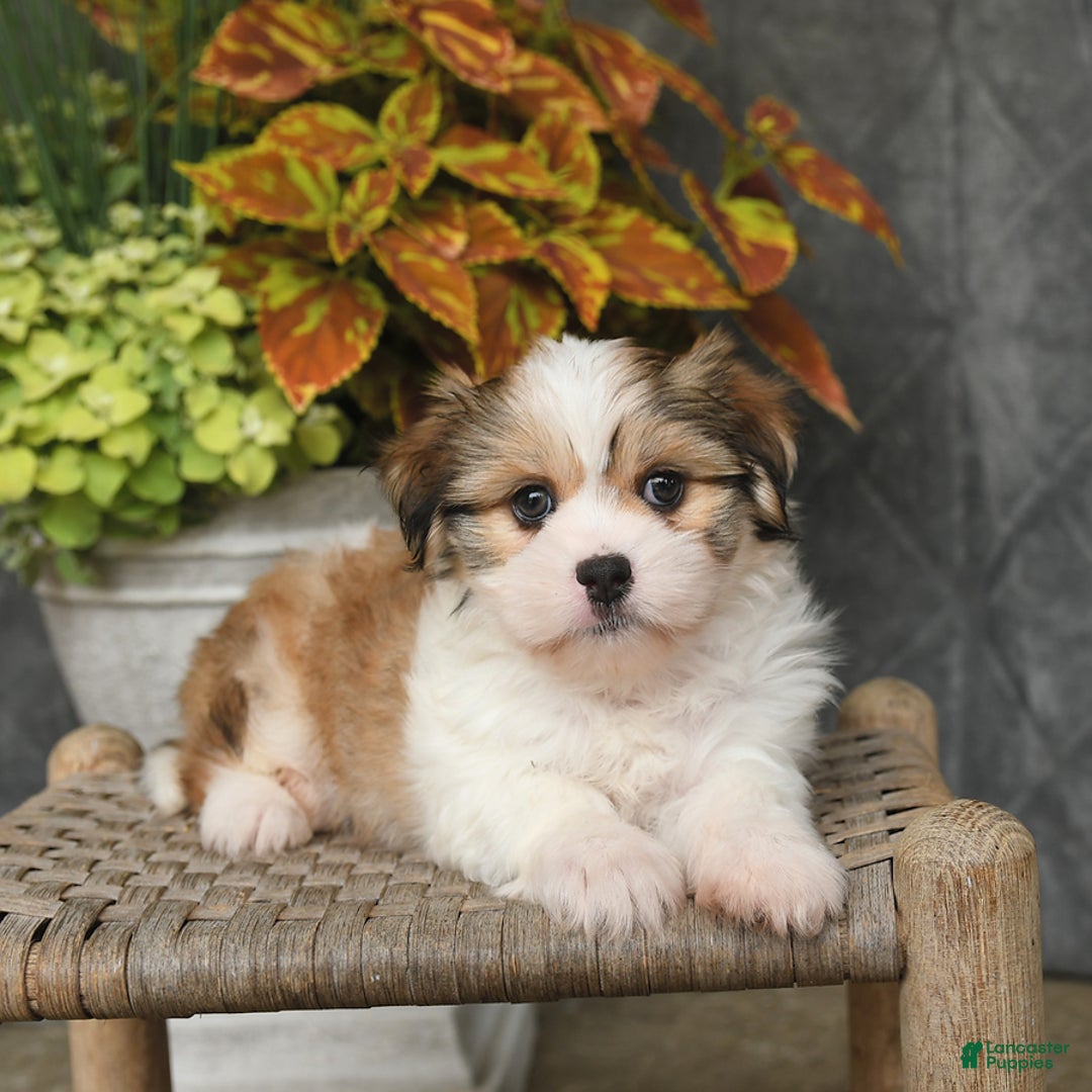 Malshi dogs for sale: Roy - Image 6