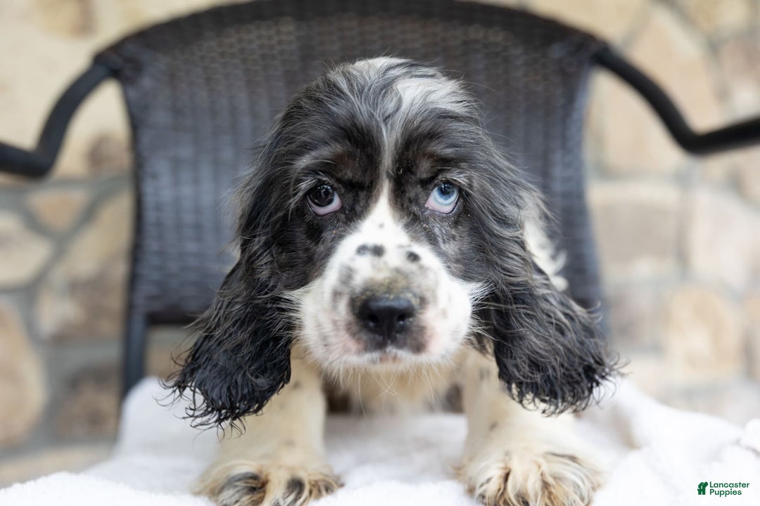 Cocker Spaniel dogs for sale: Mickey - Image 2