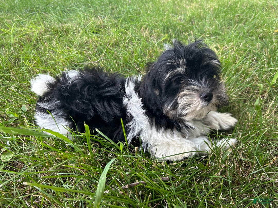 Havanese dogs for sale: Trixie - Image 1