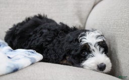 Mini Bernedoodle dogs for sale: Leo - Image 28