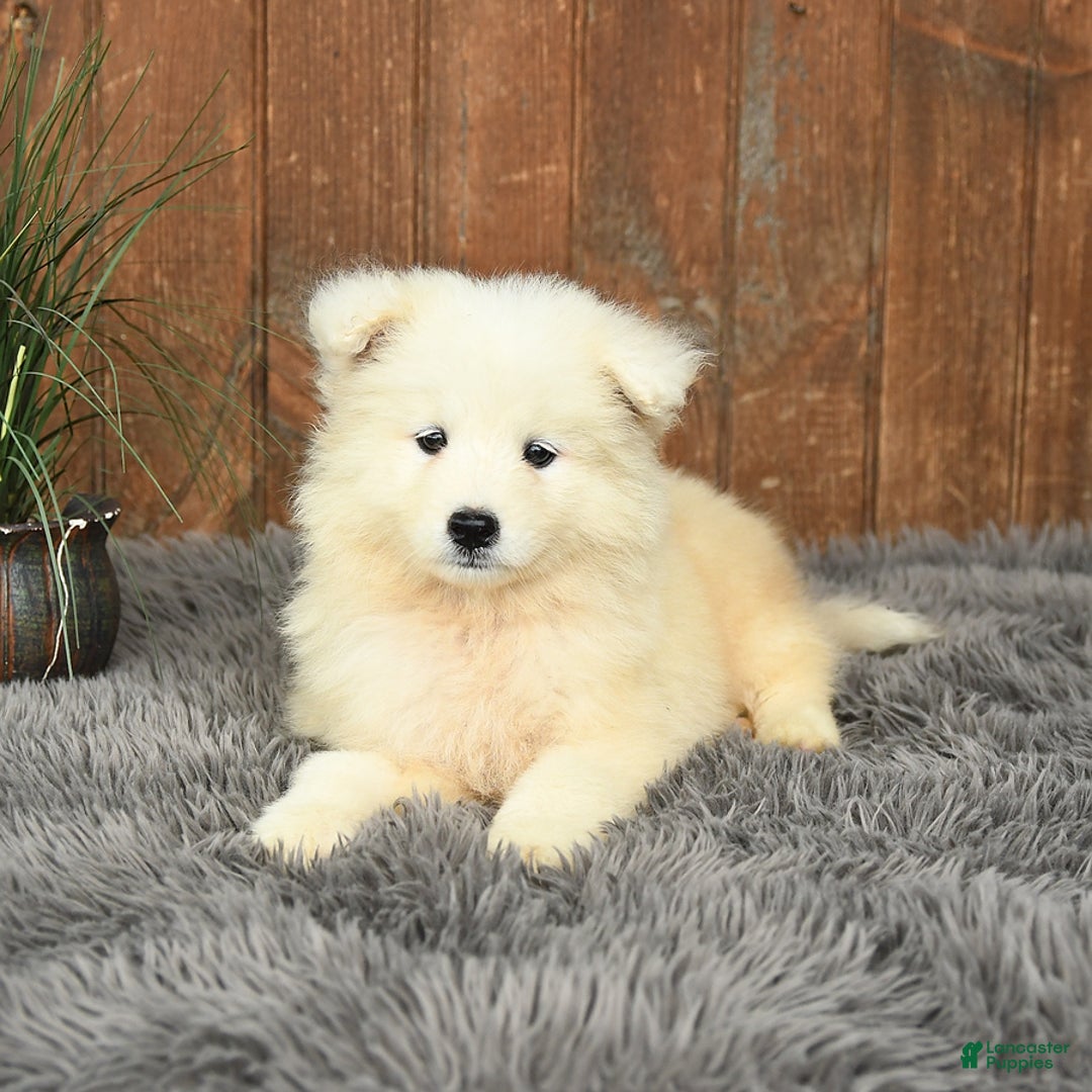 Samoyed dogs for sale: Daisy - Image 10