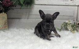 French Bulldog dogs for sale: Kandi - Image 5