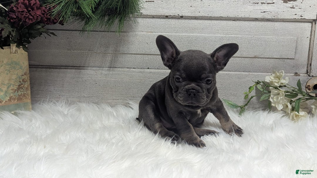 French Bulldog dogs for sale: Kandi - Image 5