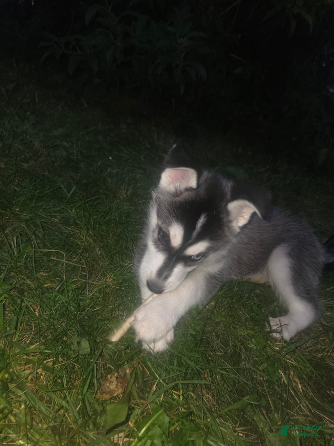 Gerberian Shepsky dogs for sale: Bella - Image 1