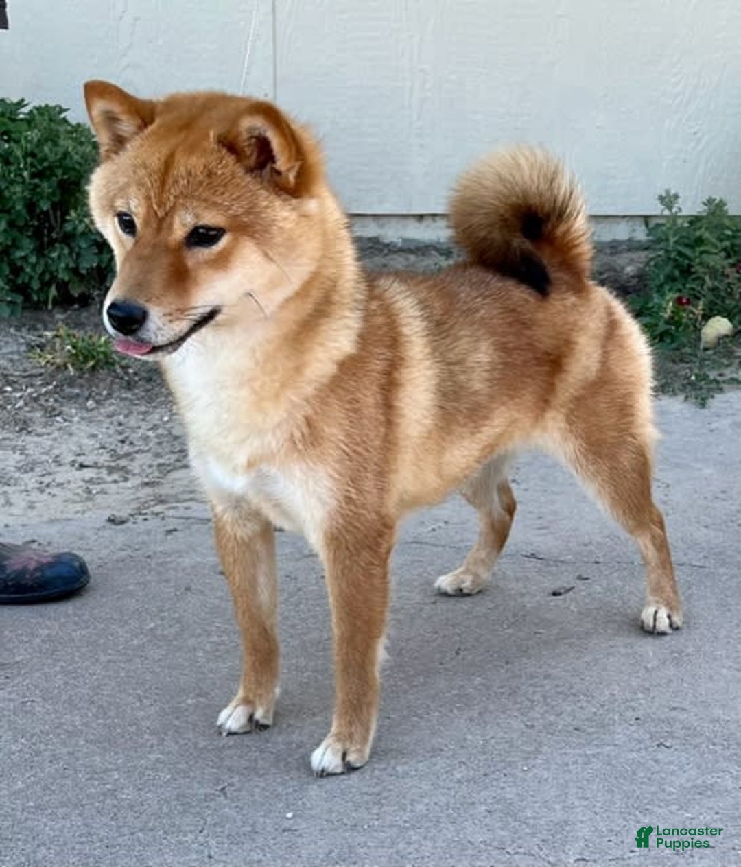 Shiba Inu dogs for sale: Bella - Image 2