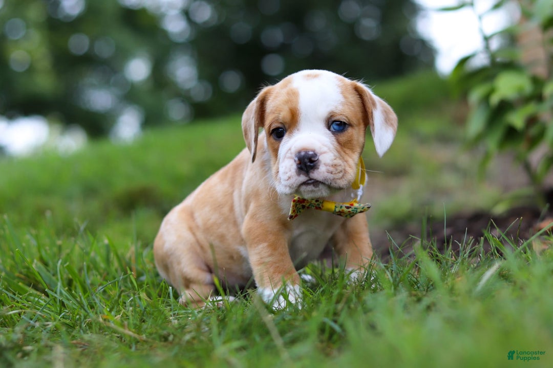 Beabull dogs for sale: Dewey - Image 7
