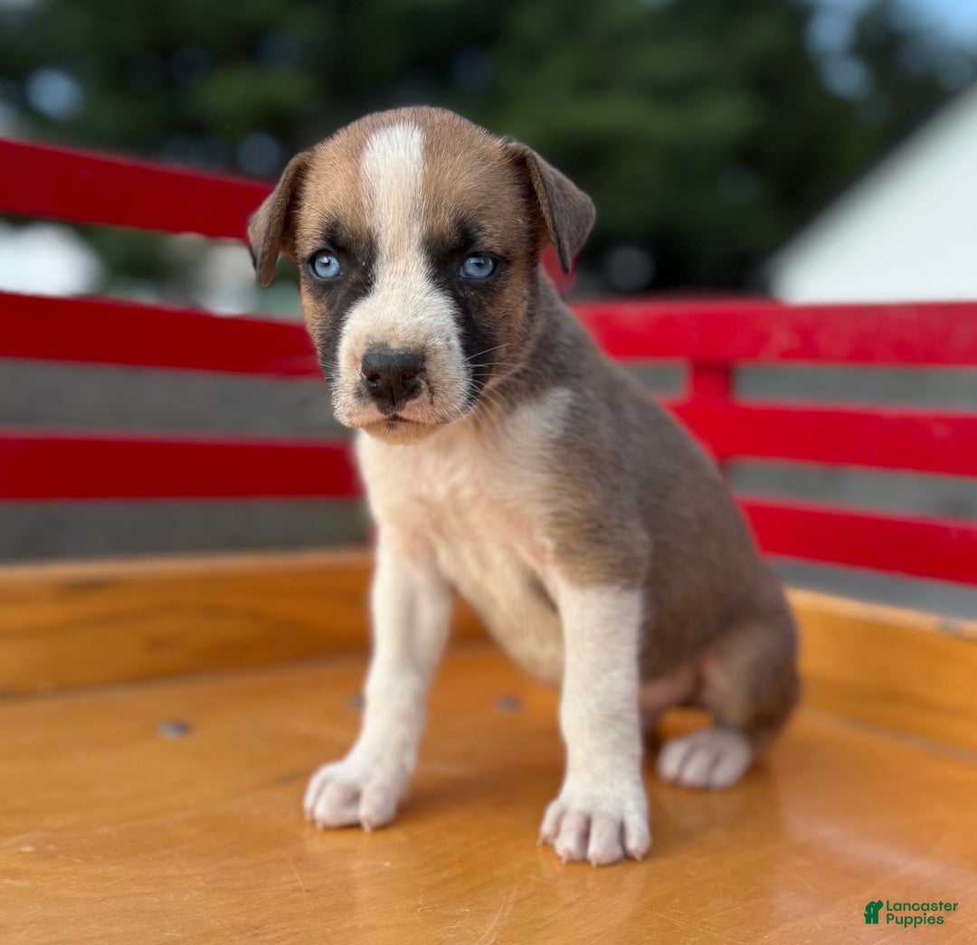 Boxer dogs for sale: Boxer 7 puppies - Image 7