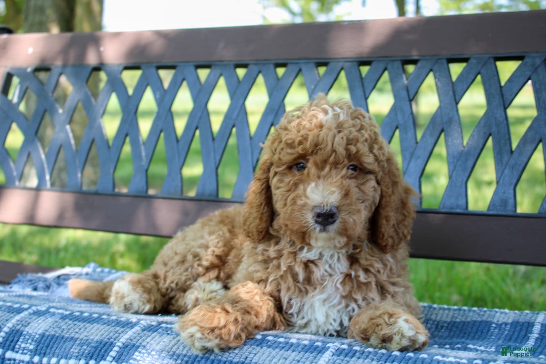 Miniature Poodle dogs for sale: Knox - Image 5
