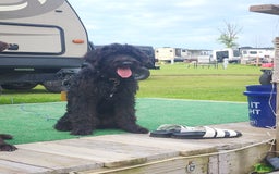 Labradoodle dogs for sale: Ruby - Image 18