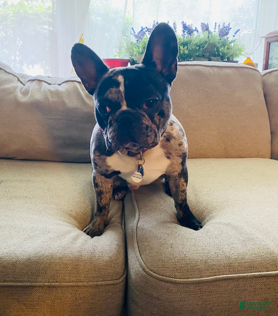 French Bulldog dogs for sale: Kevin - Image 11