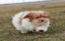 Shihpoo dogs for sale: Amy - Image 12