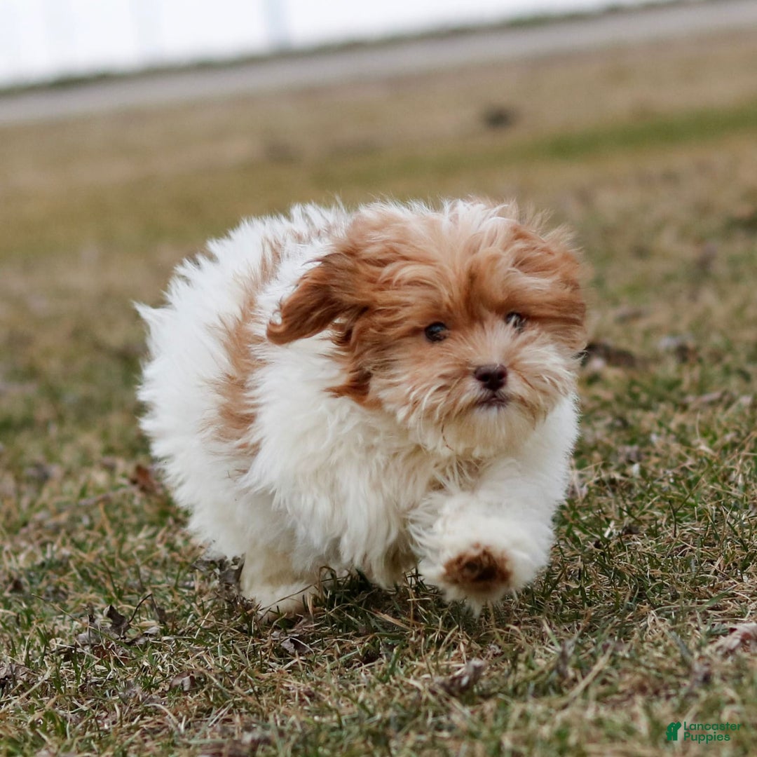Shihpoo dogs for sale: Amy - Image 12