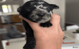 Aussiedoodle dogs for sale: Milly - Image 15