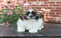 Shih Tzu dogs for sale: Dexter - Image 4