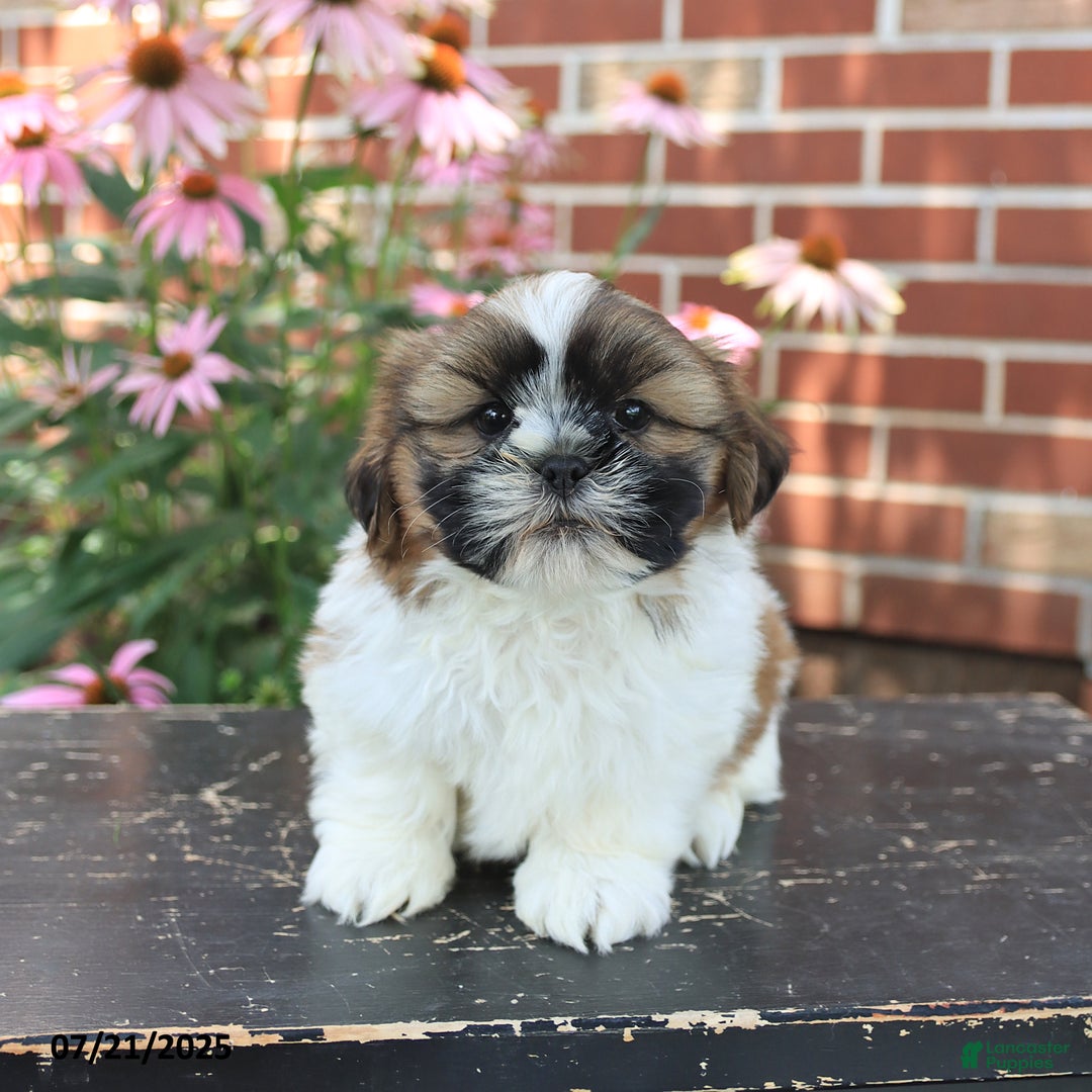 Shih Tzu dogs for sale: Dexter - Image 4