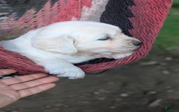 Golden Retriever dogs for sale: Sage - Image 2