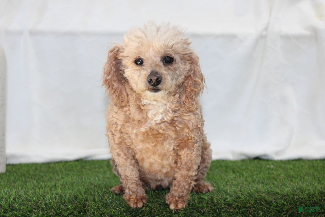 Toy Poodle dogs for sale: Lexi - Image 6