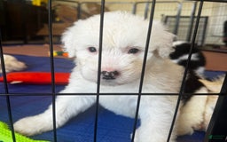 Old English Sheepdog dogs for sale: Iris - Image 1