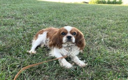 Cavalier King Charles Spaniel dogs for sale: Stardust Girl 2 - Image 11