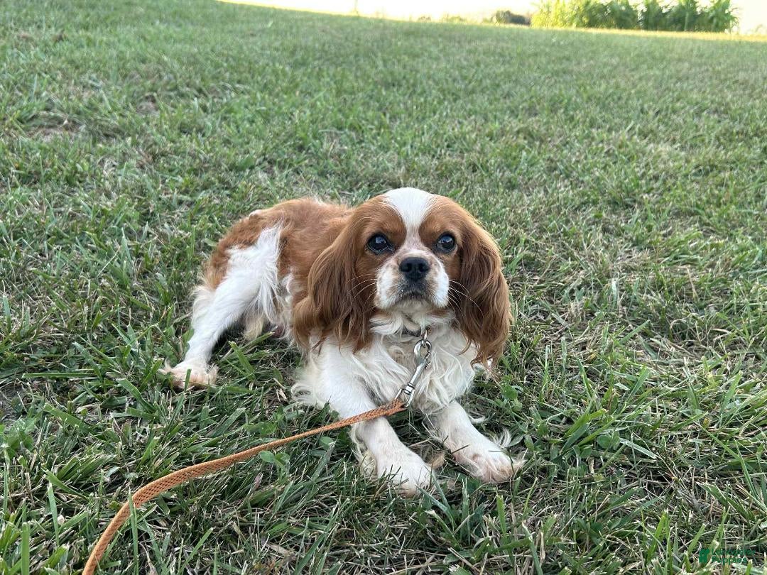 Cavalier King Charles Spaniel dogs for sale: Stardust Girl 2 - Image 11