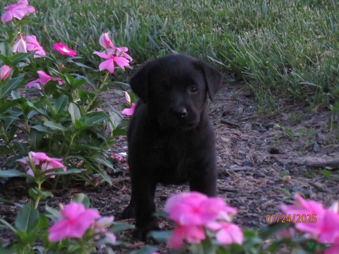 Labrador Retriever dogs for sale: Sophia - Image 3