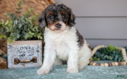 Miniature Poodle dogs for sale: Trudy - Image 2