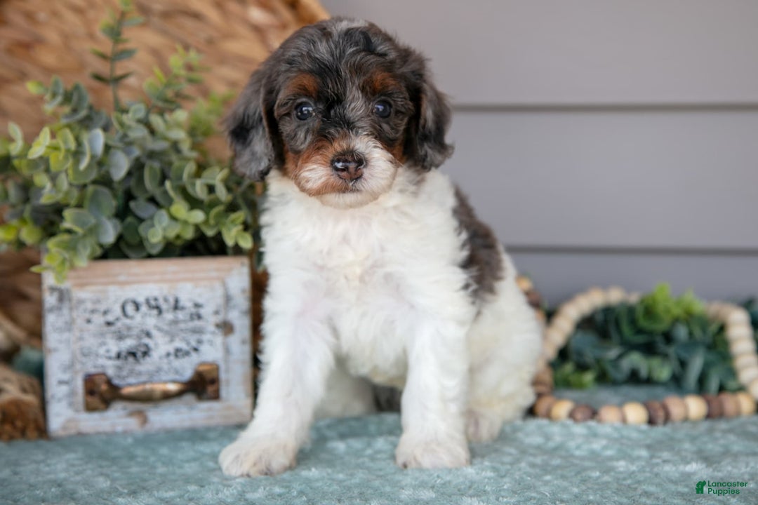 Miniature Poodle dogs for sale: Trudy - Image 2