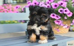 Havapoo dogs for sale: Magnolia - Image 1