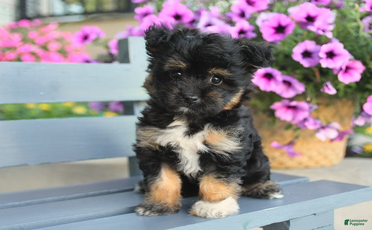 Havapoo dogs for sale - Ad 1