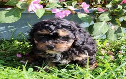 Shihpoo dogs for sale: Molly - Image 1