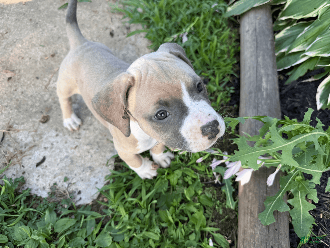 American Pit Bull Terrier dogs for sale: Peanut - Image 29