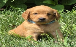 Goldendoodle dogs for sale: Raine - Image 14