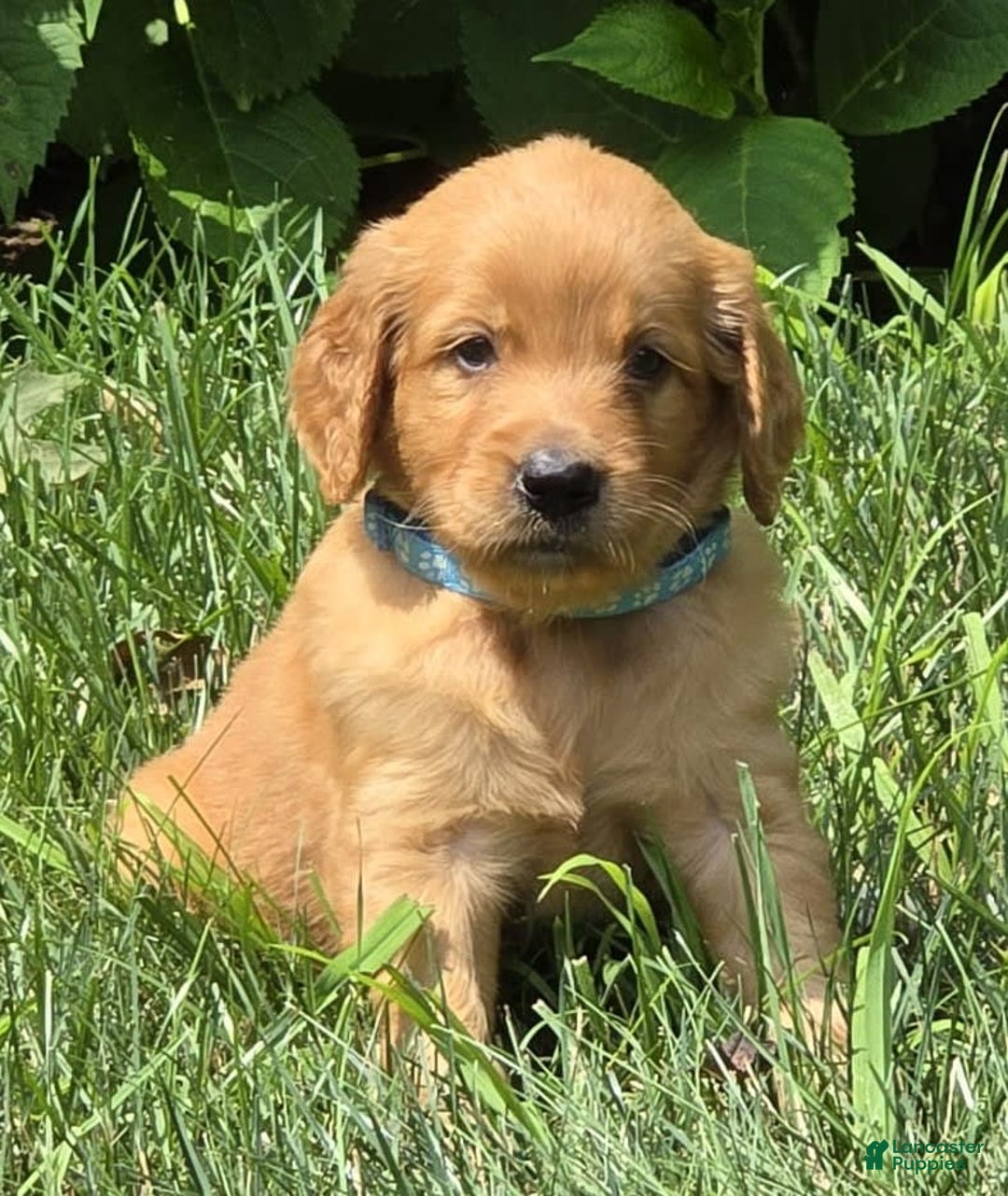 Goldendoodle dogs for sale: Raine - Image 14