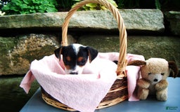 Jack Russell Terrier dogs for sale: Sprinkles - Image 3