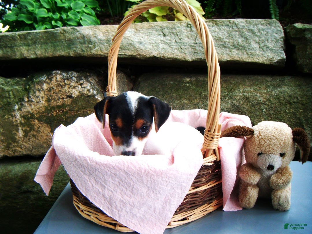 Jack Russell Terrier dogs for sale: Sprinkles - Image 3