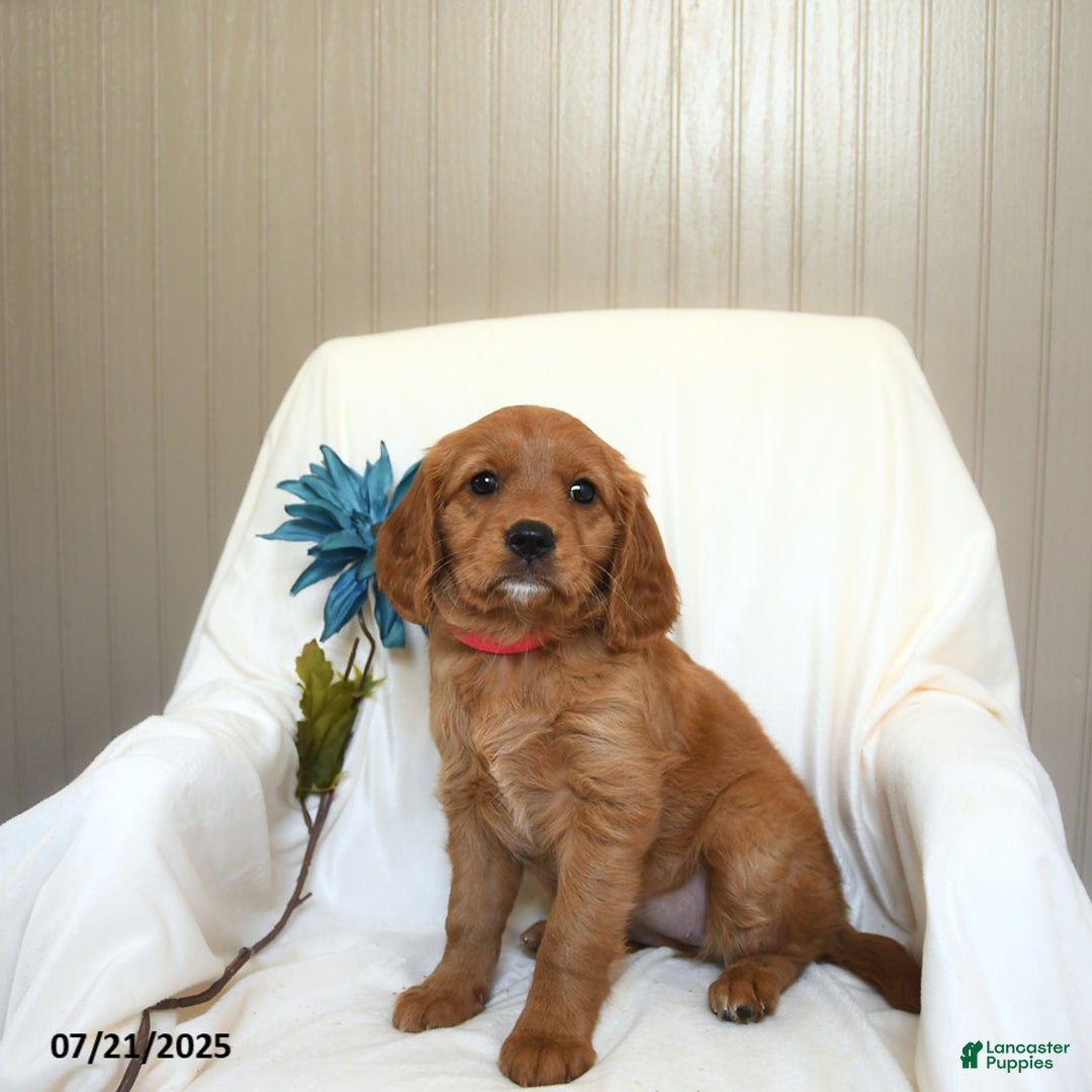 Miniature Golden Retriever dogs for sale: Ruthie - Image 2