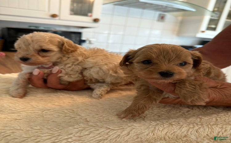 Maltipoo dogs - Advert 20