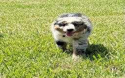 Miniature Australian Shepherd dogs for sale: F-green - Image 6
