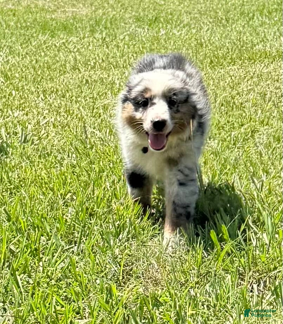 Miniature Australian Shepherd dogs for sale: F-green - Image 6