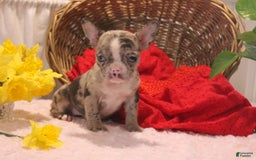 French Bulldog dogs for sale: Allison - Image 3