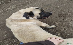 English Mastiff dogs for sale: Willow - Image 5
