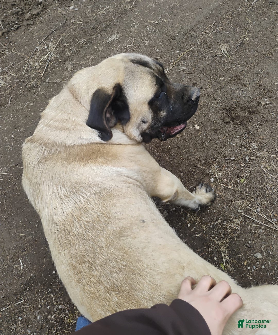 English Mastiff dogs for sale: Willow - Image 5