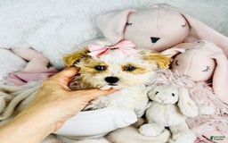 Maltipoo dogs for sale: Dulce - Image 2